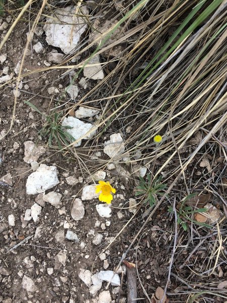 Yellow flowers on the Tejas Trail really stand out from the colors of the desert.