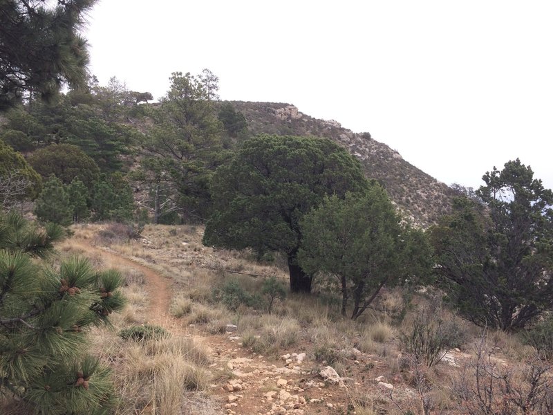 This is the intersection with Bush Mountain, Tejas, and Bowl Trail.