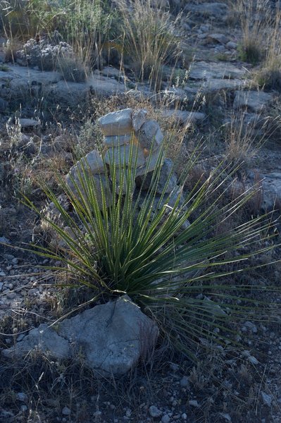 Cacti grow along the trail, and rock cairns help you follow the trail, which is primitive at best.