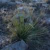 Cacti grow along the trail, and rock cairns help you follow the trail, which is primitive at best.