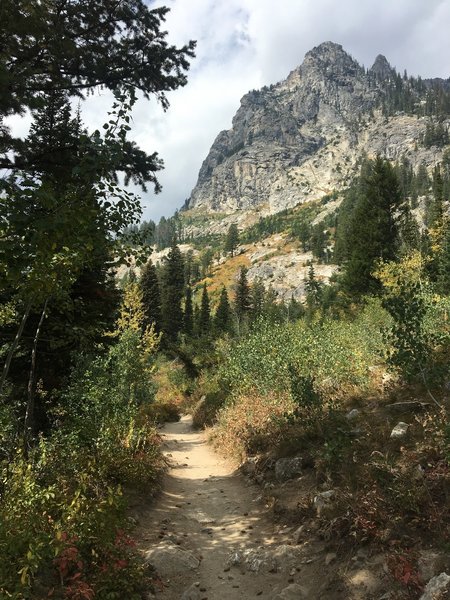 Hiking in the trees brings welcome shade along the Cascade Canyon Trail.
