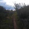 Singletrack near the top of Lower Spring Creek Trail.