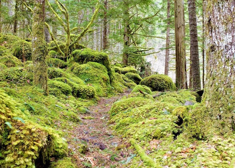 The mossy Oneonta Trail ahead.