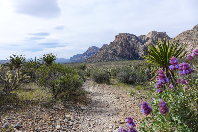 Spring in the desert sure is beautiful.