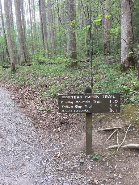 Porters Creek Trailhead is well signed, so you shouldn't have much trouble finding the trail.