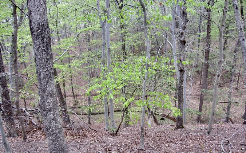 Moderate elevation gain up a ridgeline brings a pleasant view overlooking a winding brook.