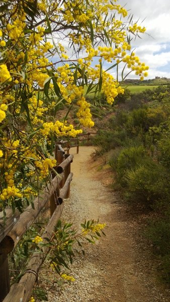 Flowers bloom on the switchbacks of Del Dios Gorge.