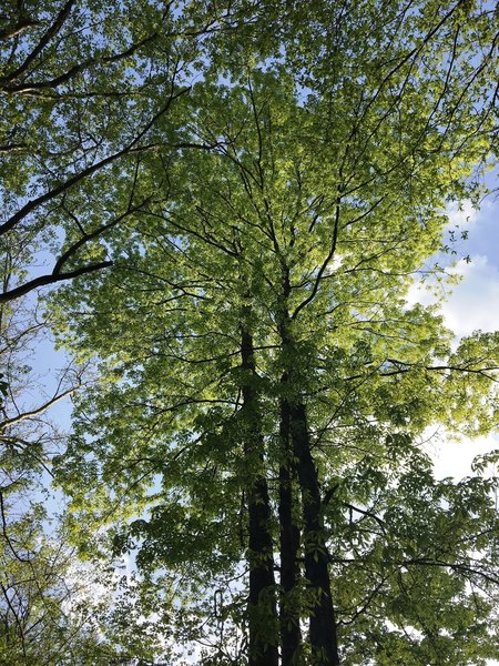 Shagbark Hickory soak up the sun along the Elephant Rock Trail.