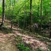 The trail carving through the forest.