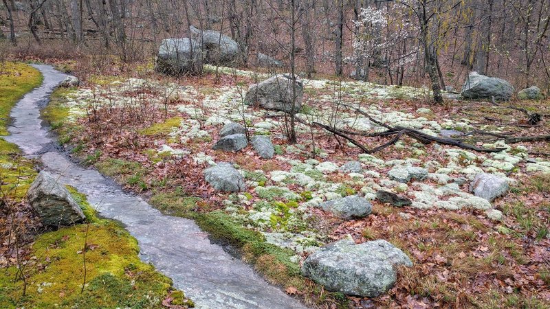 This exposed bedrock path carved through a mossy forest floor is a great place for a respite.