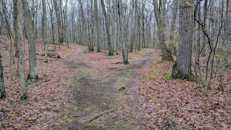 Even though you parked at "Saffin Pond", the yellow trail bears right (ignore the signpost to "Saffin Pond"). It will get you to the pond, but not where you parked.