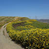 Wildflowers bloom at the start of the Lusardi Creek Loop Trail in the spring.