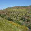 A riparian area along the Lusardi Creek Loop Trail provides habitat for flora to flourish.