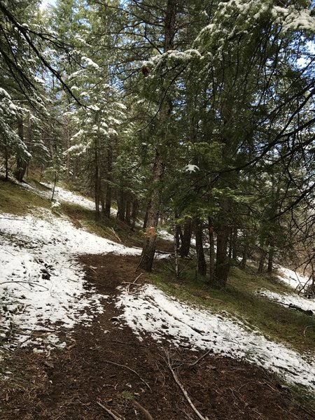 The trail heading up into the evergreens.