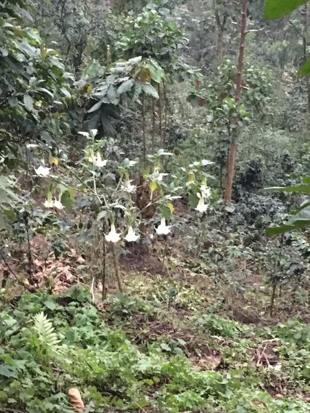 Flora bloom along the trail.