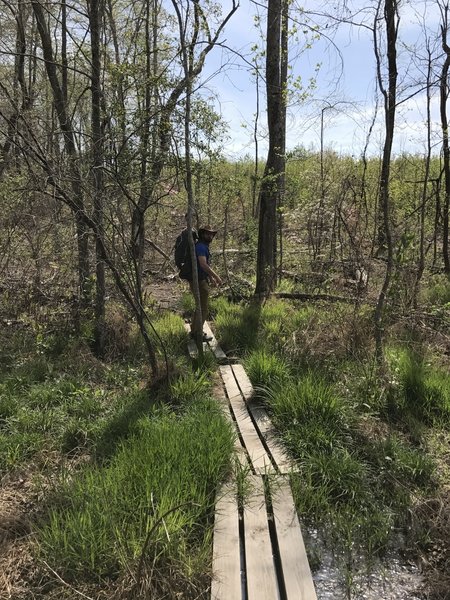 A hiker crosses the bog near Cub Lake.