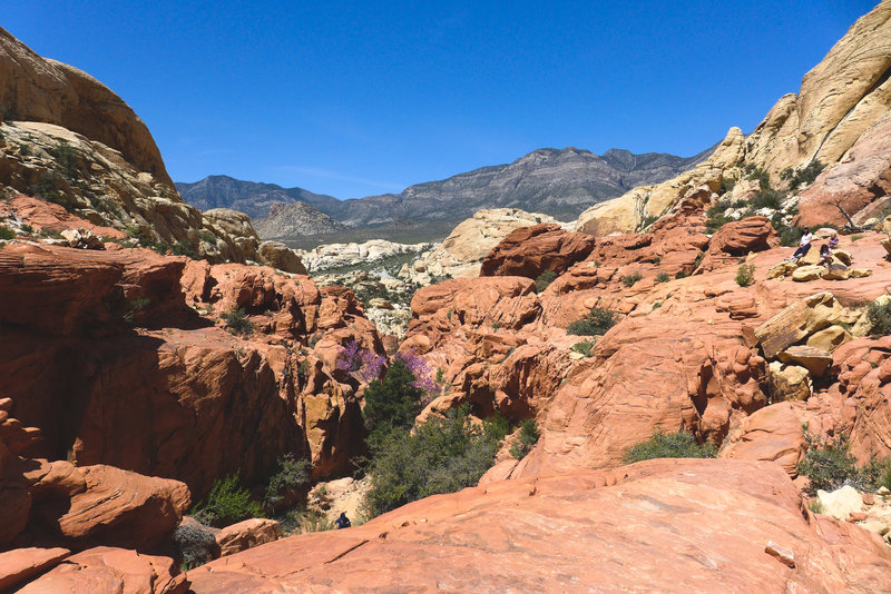 Calico shop tanks trail