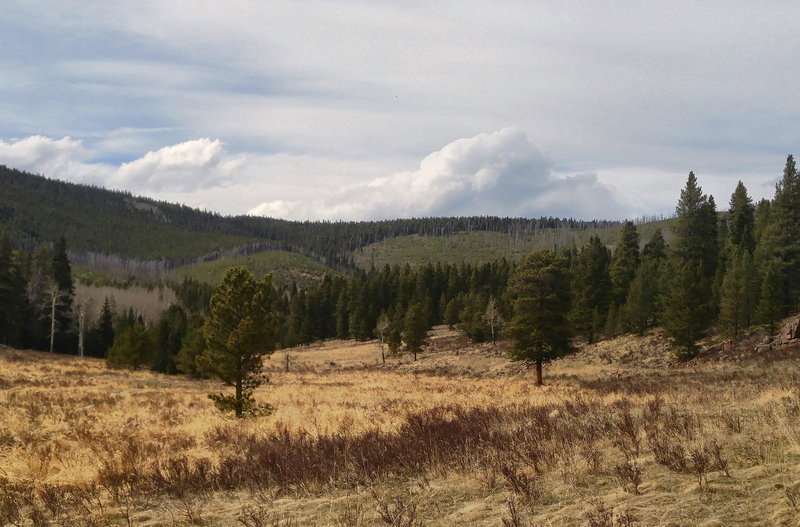 Along the Cub Creek Trail to Staunton Park connection. Looking NW towards the 2000 Black Mountain Wildfire burn site across meadow.