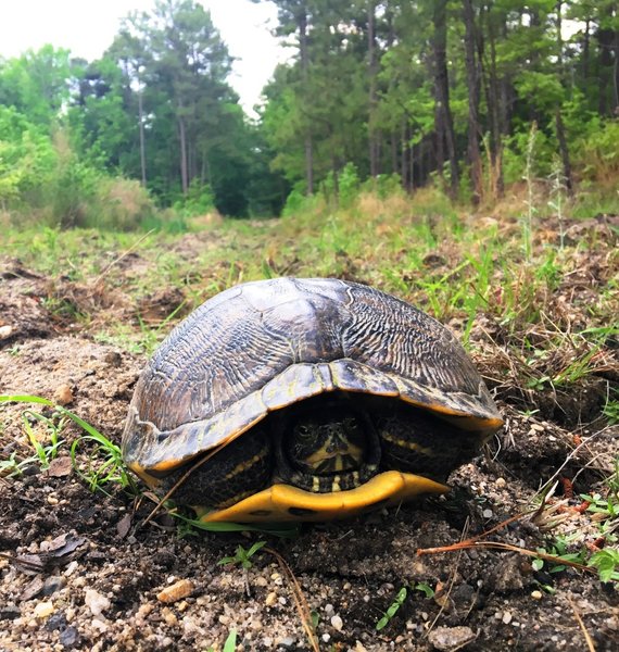 An ancient Eastern Box Turtle taking up the trail.