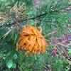 Cedar-Apple Rust Fungus.