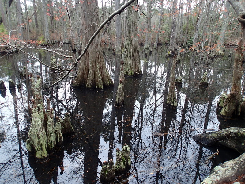 Bald Cypress Trees along the Bald Cypress Trail.