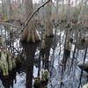 Bald Cypress Trees along the Bald Cypress Trail.