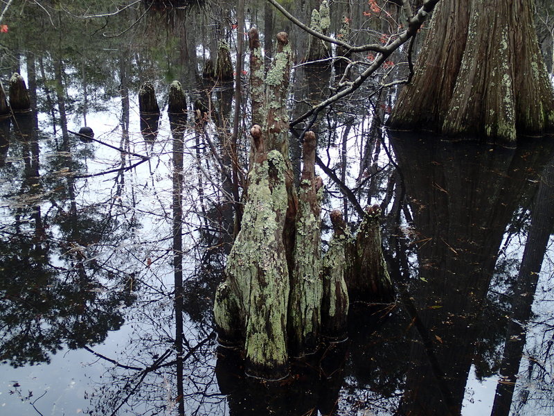 Bald Cypress Trees growing in the marsh give the trail its name.
