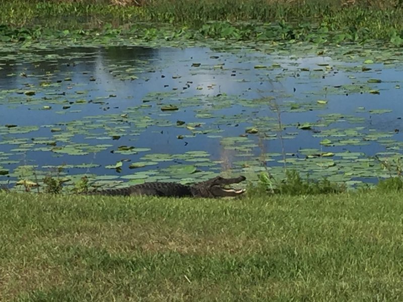 Alligators enjoy basking in the sun along the trail.