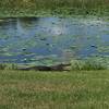 Alligators enjoy basking in the sun along the trail.