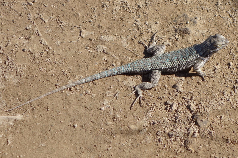 A blue belly lizard at Mission Trails Park.