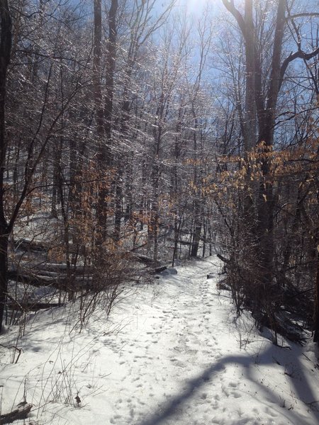 Winter on the Charles Bailey Trail.