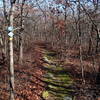 Jessup/Long Path/Highlands Trail traverses dense hardwood forests.