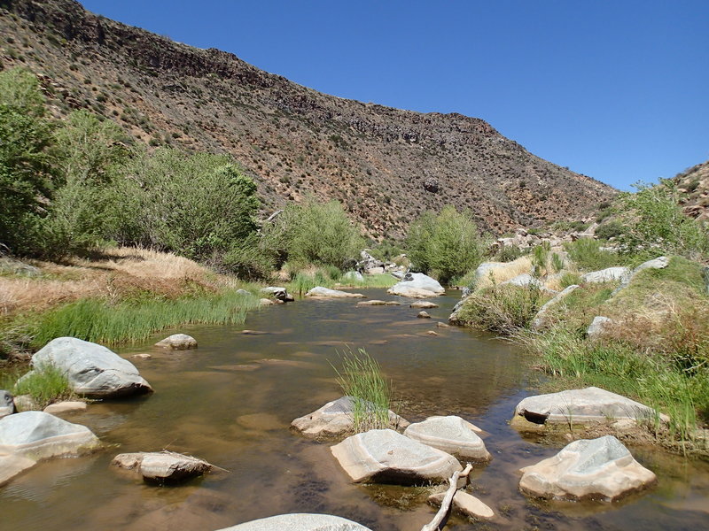 Badger Spring is a beautiful sight in this dry desert environment.