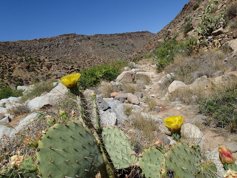 At the end of Badger Spring Trail, enjoy beautiful views and plenty of desert flora.