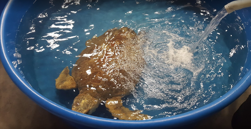 A turtle in a recovery pool at the turtle hospital in Surf City, NC.