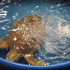 A turtle in a recovery pool at the turtle hospital in Surf City, NC.