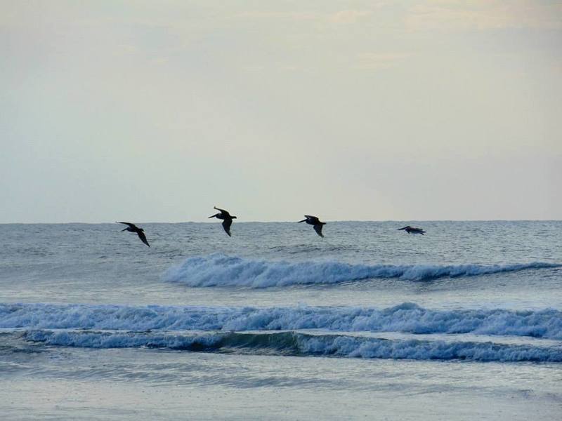 You just might see pelicans over the ocean in Surf City.