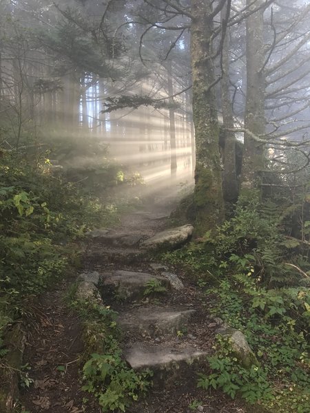 Afternoon sun streaming through the trees on the Crest Trail.