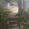 Afternoon sun streaming through the trees on the Crest Trail.