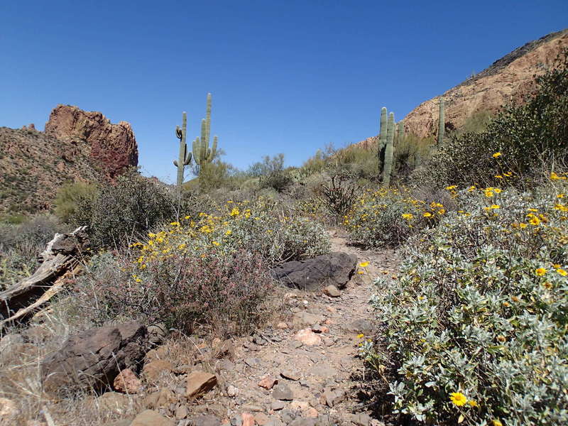 Dutchman Trail can be rife with blooms in the spring.