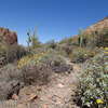 Dutchman Trail can be rife with blooms in the spring.