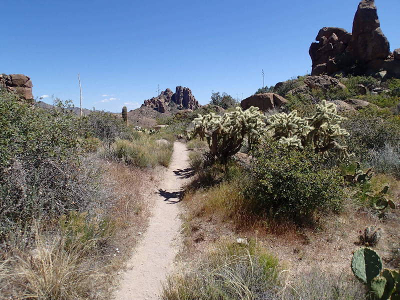 The Terrapin Trail houses plenty of cholla alongside the tread – be careful!