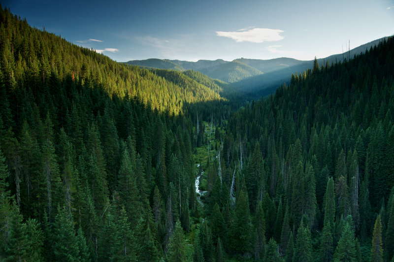 The whole route is surrounded by a beautiful forest.