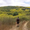 The Skyline Trail comes to a split just before this. This is a picture of the left trail (Skyline Spur). Enjoy fields of wildflowers along this spur.