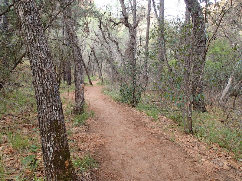 The Boynton Canyon Trail traverses pine forests on a smooth tread.