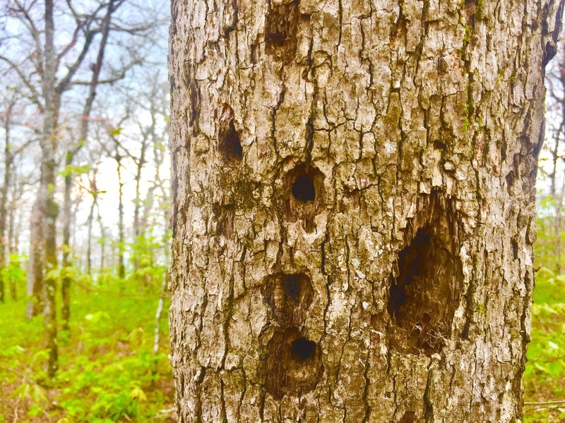 Red-Cockaded Woodpecker? Perhaps. This dwarf oak at the peak has seen its last days.