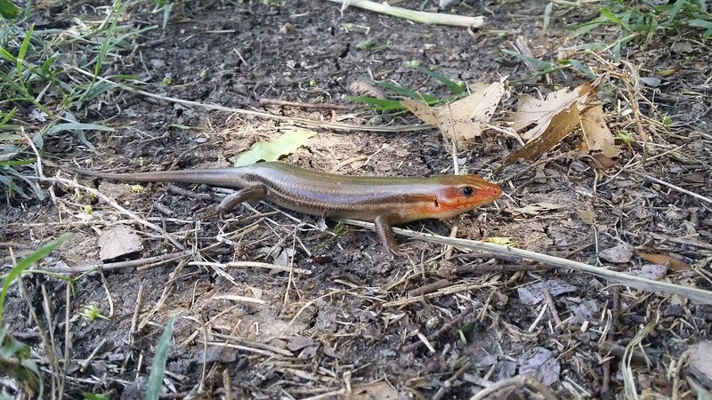 You might see this local resident of the nature preserve along the trail.