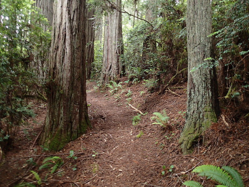 The Wellman Loop Trail has a soft tread throughout its length.