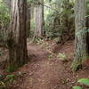 The Wellman Loop Trail has a soft tread throughout its length.