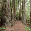 The Wellman Loop Trail traverses the base of numerous towering redwoods.